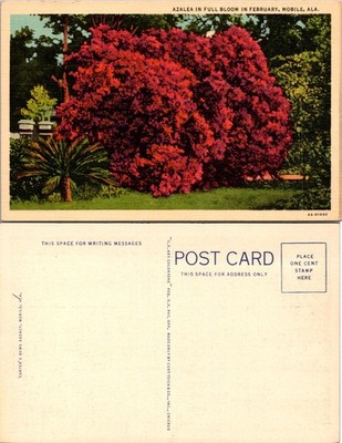 Full Bloom Azalea Postcard - Mobile Alabama - Beautiful Spring Garden Scene