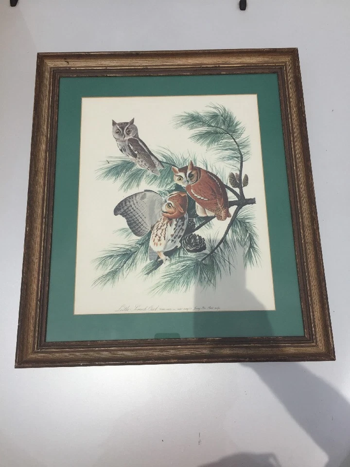 Cuadro antiguo TRABAJO ARTÍSTICO enmarcado vintage PEQUEÑOS BÚHOS CHILLONES en PINOS JERSEY  Foto 4 de 4