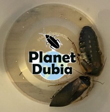 65 Dubia Feeder Roaches 25 Males 40 Females Adult Blaptica Dubia Roaches