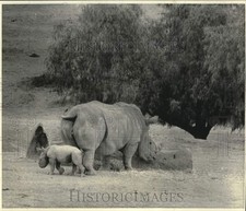 1972 Press Photo Southern White Rhino Utandi, Calf at San Diego Wild Animal Park