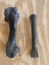 Fossilized Bison Bones