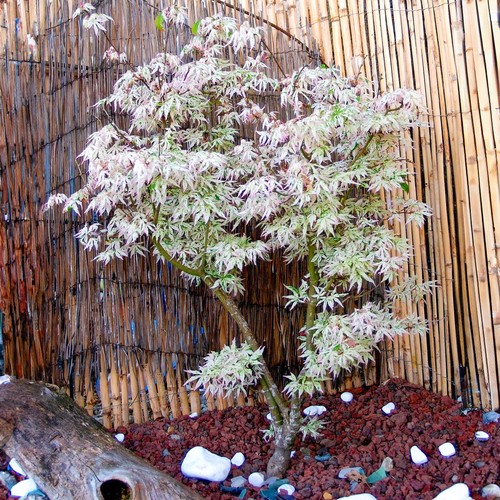 Acer Ukigumo Floating Cloud Maple Hardy Outdoor Tree Ornamental Plant in Pot - Picture 3 of 21