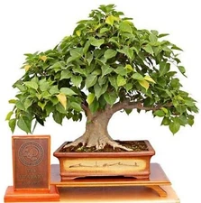  Sacred Fig Bonsai Tree Seeds - 25+ Seeds - Ficus Religiosa, Sacred Ficus Tree