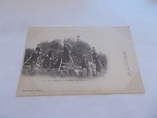 THEME AGRICULTURE LA PROVENCE CUEILLETTE DES OLIVES TRES ANIMEES PRECURSEUR 1902