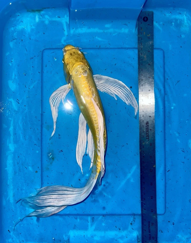 16” YAMABUKI OGON BUTTERFLY KOI -- DEEP YELLOW SUPER VIBRANT AA+ CSRAKOi - Image 4 of 4