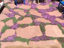 4 Purple Creeping Thyme Herb Vegetable Thymus bees Serpyllum Scent
