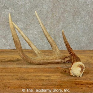 #16431 E+ | Whitetail Deer Taxidermy Antler Shed For Sale