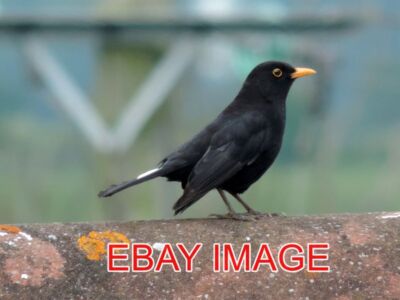 FOTO AMSEL & BOKEH MÄNNLICHE AMSEL AUF EINEM LOKALEN DACH.