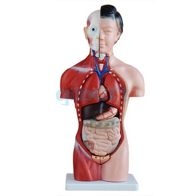 Human 42cm Female Torso Anatomical Model Skeleton Medical Anatomy 15 Part #W6