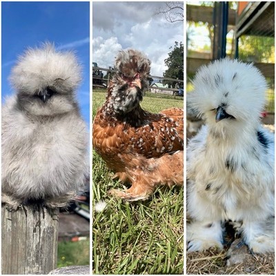 6+ HIGH QUALITY Hens choice silkie hatching eggs NPIP/AI clean 