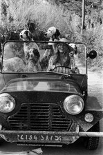 Brigitte Bardot with her dogs driving a Mini Moke Old Photo 2