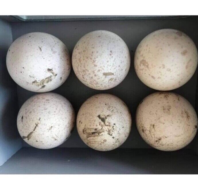 6 fertile Norfolk bronze turkey hatching eggs eBay