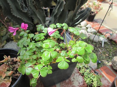 Oxalis Brasiliensis pink 10 Mix Size Bulbs