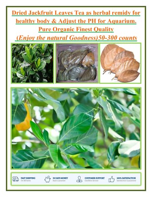 DRIED JACK FRUIT LEAVES FOR TEA & adjust the PH for Aquarium 50 -300 Counts