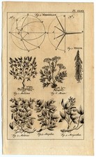 Antique Print-MELILOT-BOGBEAN-MERIDIAN-SPIGNEL-MOSS-MEDLAR-Buys-1770