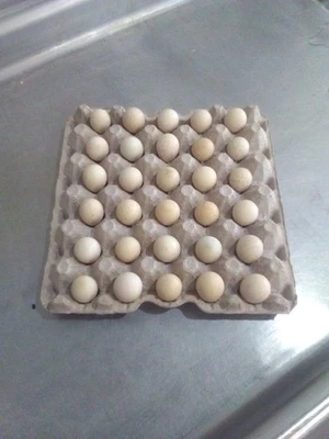 28+ Fertile Chukar Partridge Hatching Eggs