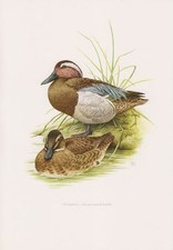 Kaczka Anas querquedula paski do oczu kaczka druk kolorowy 1958 ornitologia