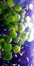 30 Amazon Frogbit - Aquarium Floating Plant or Pond Plant