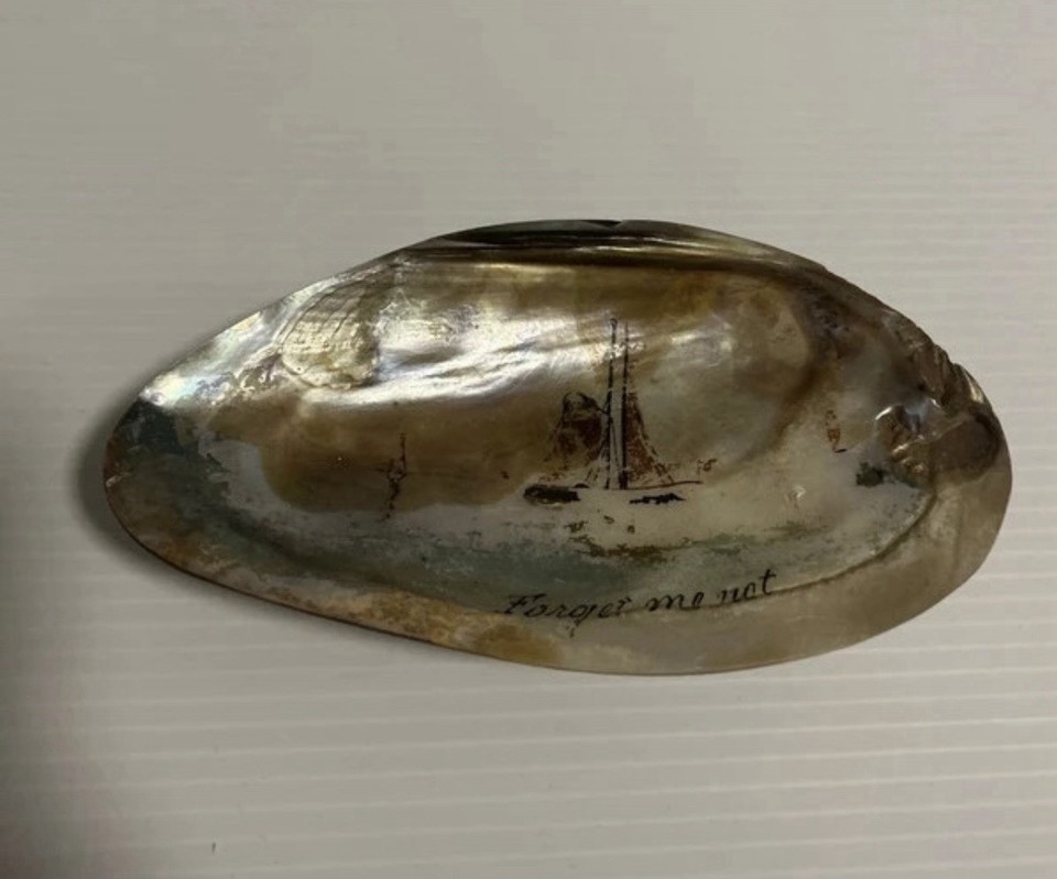 Mixed Shells Lot with Abalone Shell & Painted 