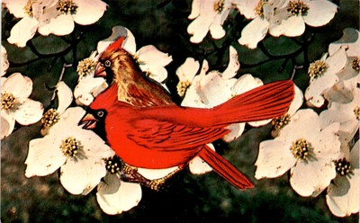 G-33, Dogwood, North Carolina, Cardinal, Color King, W. M. C Postcard