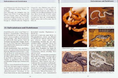 Thumbnail - Kornnattern Wolfgang Schmidt