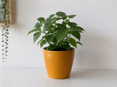 Blumentopf Ø 14 cm senfgelb / ocker   neuwertig