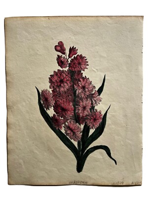 Pink Hyacinth, Original Antique Print
