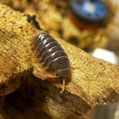 Isopod Factory 12+ Cubaris  Iriomotensis Miyako Isopods Bioactive  Clean Up Crew - Picture 8 of 10