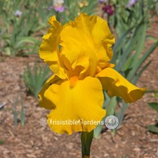 Gold Dust Woman ~ Tall Bearded 36" Rich Gold Warm Amber (1) Iris Rhizome