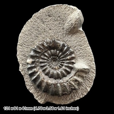 Androgynoceras Ammonit Fossil Unterer Jura Whitby Maculatum Subzone COA