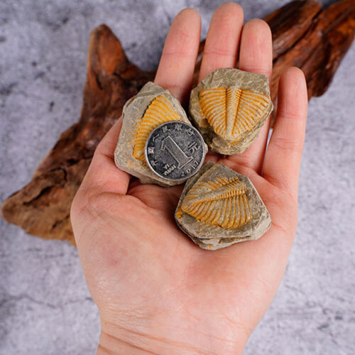 Natural Fossil Trilobite Coronocephaluon Matrix Rock Crystal Specimen Gift - Picture 8 of 12