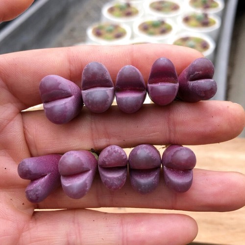 10pcs 1.5cm Succulent Plant Lithops Optica Rubra Aizoaceae Home Garden Beautiful - Picture 5 of 14