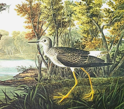 John James Audubon Bird LESSER YELLOWLEGS Vintage Art Book Plate Print 82