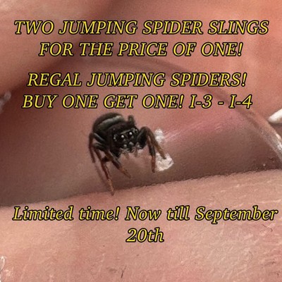  REGAL JUMPING SPIDER SALE! 2 Regal Jumping Spider Slings For The Price Of One.