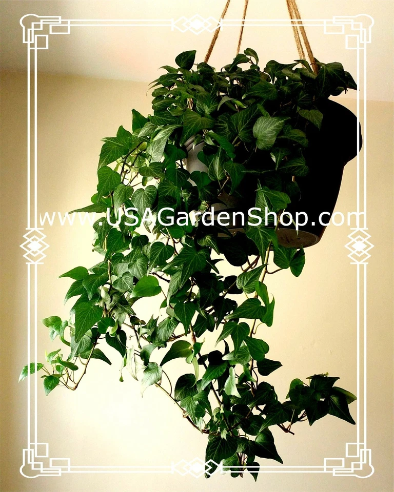 Hedera helix plant Feng Shui Plant Chang Chun Teng Dây thường xuân 10 LIVE Cut - Image 3 of 4