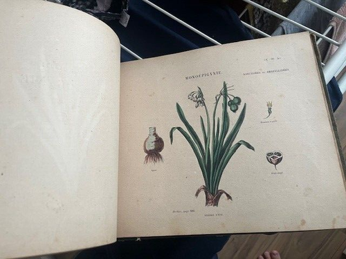 Antique Atlas L'Herbier Des Demoiselles Plants Hand Drawn Amazing Book 1850 HC - Foto 6 di 12