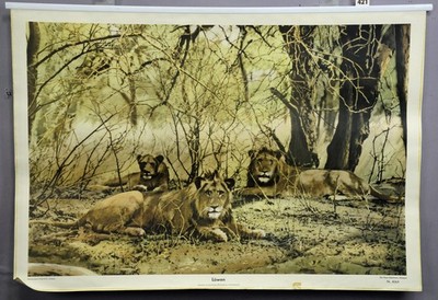Countrycore Photo Poster Wall Chart African Wildlife Lions Doze Beneath Ttrees