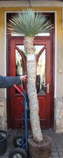 Yucca rostrata, pień 230cm / 165cm, zakorzeniony!