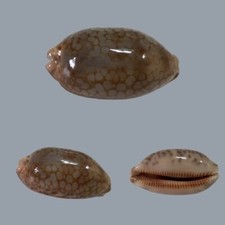 Cypraea scurra f. occidua, Dar Es Salaam, Tanzania, 42.4 mm, LARGE