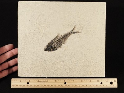 50 Million Year Old! Diplomystus FISH Fossil in BIG Matrix Wyoming 1215gr