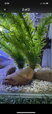 Anacharis (Elodea, Egeria, Densa) - 10 Plants / For Ponds or Aquariums