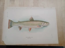 Antique Chromolithograph Print Dolly Varden trout Fishes  1905