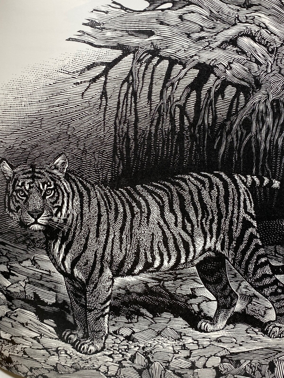 Foto 6 di 6