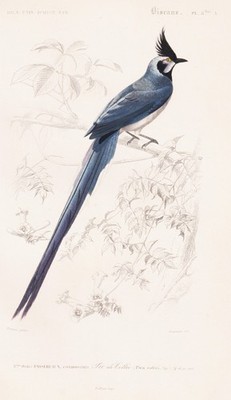 Black-Throated Magpie Jay Bird Cyanocorax Steel Engraving Orbigny 1861