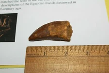 Carcharodontosaurus dinosaur CARCHARODON TOOTH 2.27" AKA African TREX T REX CS1