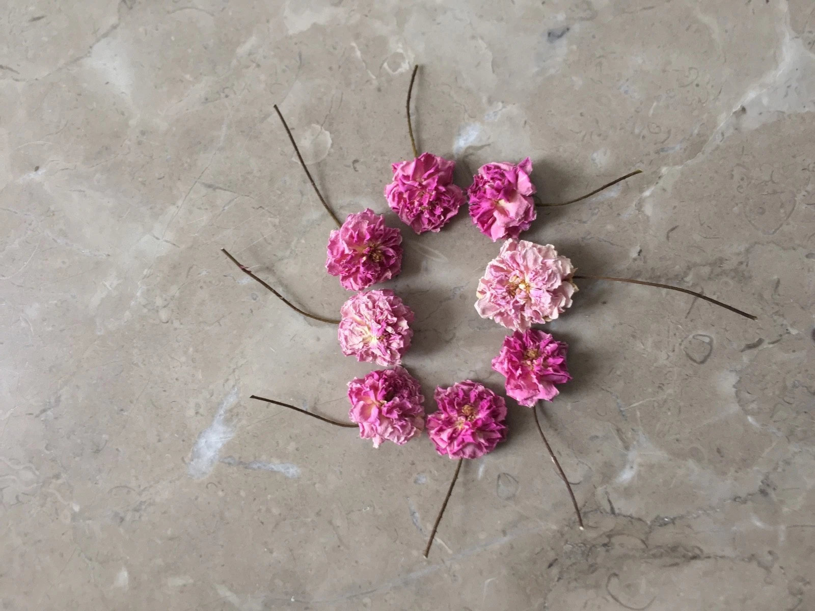 Rose Cuttings - Thumbnail 5