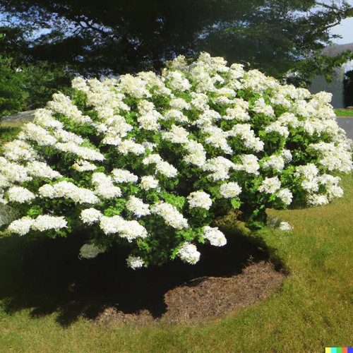50 Hydrangea Seeds - White Flower Bush, Hedge, Shrub | Hydrangea quercifolia - Picture 2 of 3