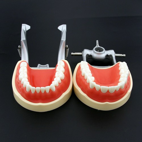 Kilgore NISSIN 200 Dental Typodont Model Mounting Pole 32pc Removable Teeth - Picture 21 of 118