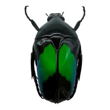 Metallic Green Black Scarab beetle (Dicheros modestus) Insect Collectible