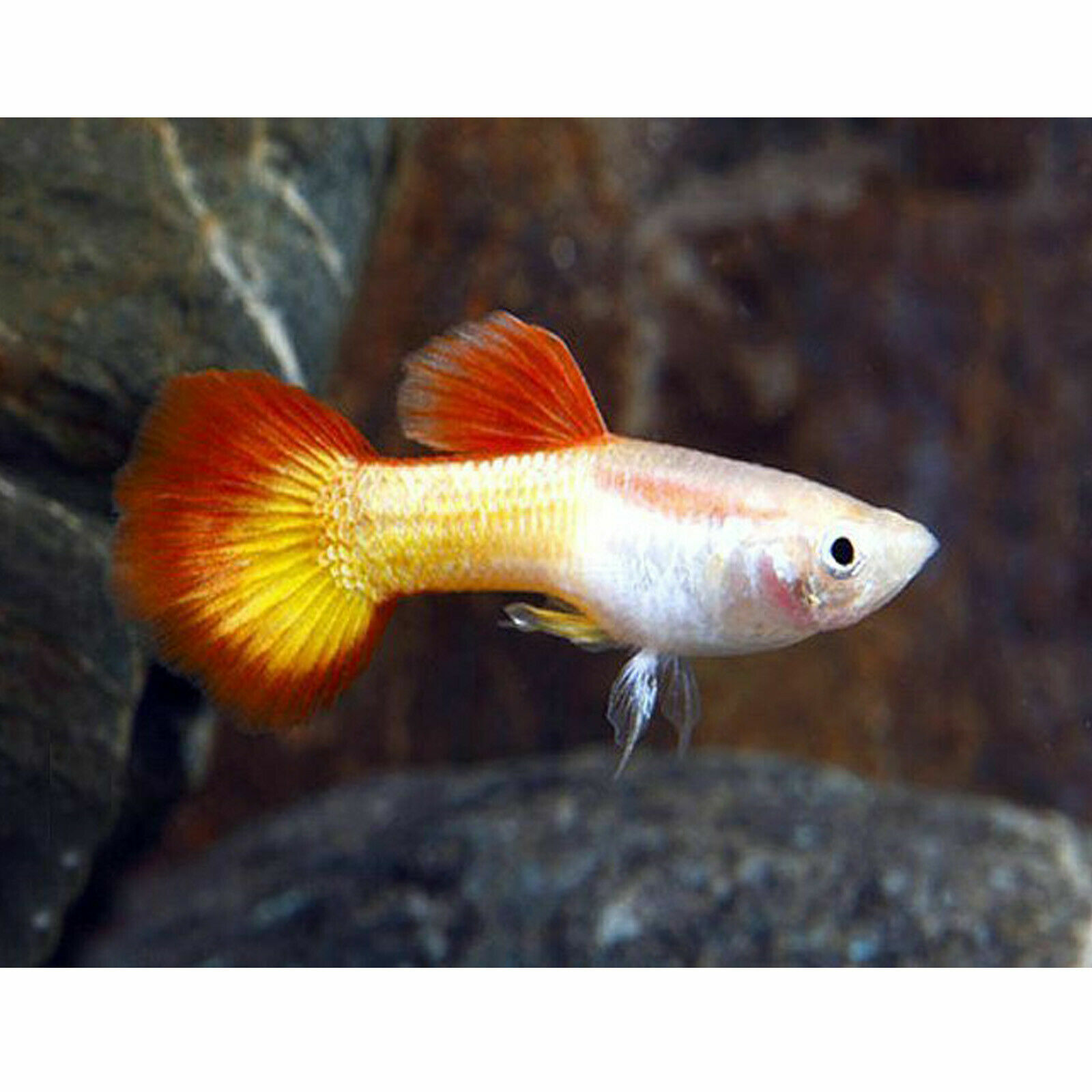 Breeding Trio Tequila Sunrise Live Guppies For Fish Tank Aquarium